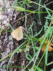 Frederickia s-signata