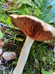 Rhodocybe