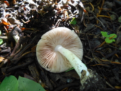 Pluteus salicinus