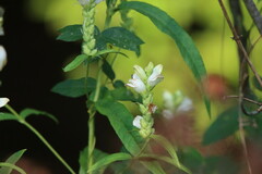 Chelone glabra