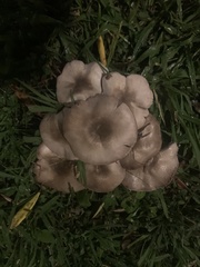 Agaricus californicus