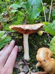 Rhodocybe