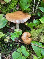 Rhodocybe