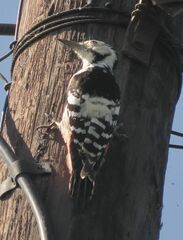 Dendrocopos leucotos