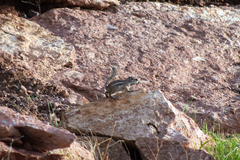 Ammospermophilus leucurus