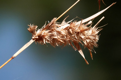 Themeda quadrivalvis