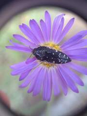 Acmaeodera rubronotata