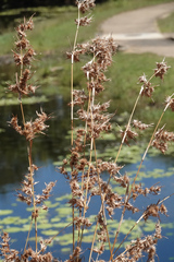 Themeda quadrivalvis