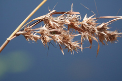 Themeda quadrivalvis