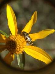 Acmaeodera decipiens