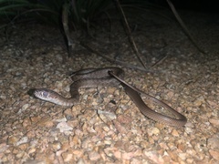 Masticophis flagellum testaceus