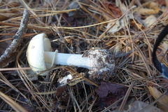 Amanita lavendula