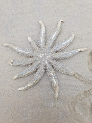 Coscinasterias muricata