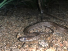 Masticophis flagellum testaceus