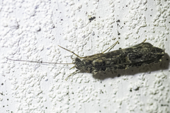 Hydrobiosidae