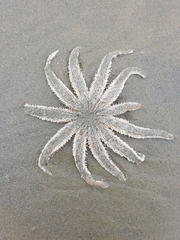 Coscinasterias muricata