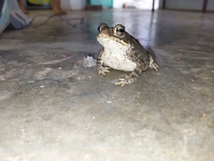 Incilius mazatlanensis