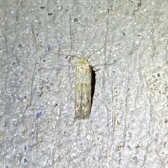 Pigritia