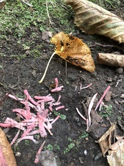 Alloclavaria purpurea