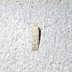 Pigritia