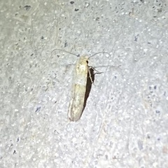 Pigritia