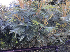 Acacia dealbata