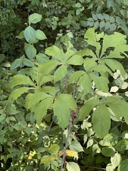 Aesculus flava