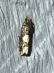 Epinotia trigonella