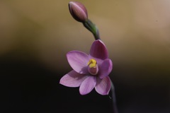 Thelymitra carnea