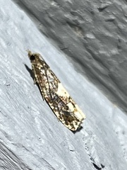 Epinotia trigonella