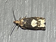 Epinotia trigonella
