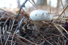 Amanita lavendula