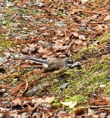 Rhipidura fuliginosa