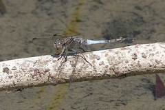 Orthetrum caledonicum