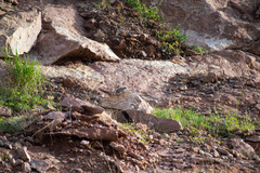 Ammospermophilus leucurus