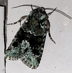 Lacinipolia explicata