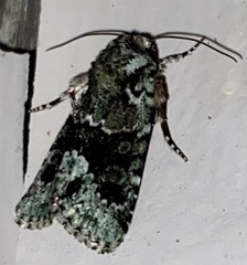 Lacinipolia explicata