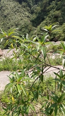 Boehmeria densiflora