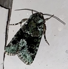 Lacinipolia explicata