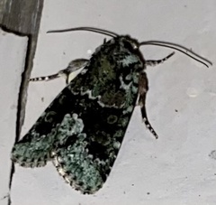 Lacinipolia explicata