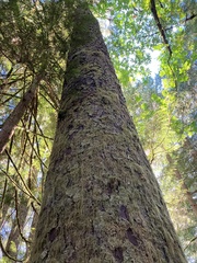 Picea sitchensis