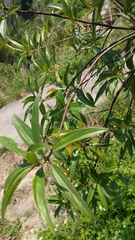 Boehmeria densiflora