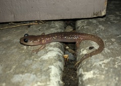 Aneides lugubris