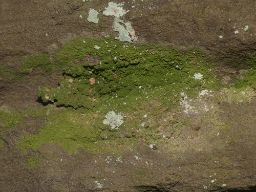Bacidia phyllopsoropsis