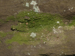 Bacidia phyllopsoropsis