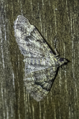 Mnesiloba eupitheciata