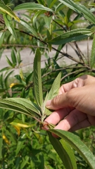 Boehmeria densiflora