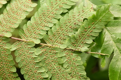 Christella parasitica