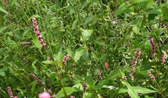 Persicaria longiseta