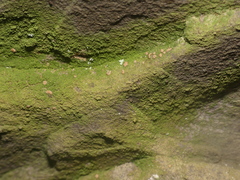 Bacidia phyllopsoropsis